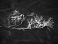 Seaweed, wrack, on sandy beach. UK infrared shot. Royalty Free Stock Photo