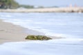 Seaweeds on the beach 1