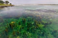 Seaweeds on Cies Islands seaside. Vigo, Spain Royalty Free Stock Photo