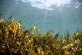 Brown Algae Seaweed, NZ