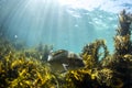 Brown Algae Seaweed and Snapper fish, NZ