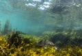 Brown Algae Seaweed and Snapper fish, NZ