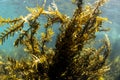 Brown Algae Seaweed, NZ