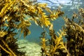 Brown Algae Seaweed, NZ