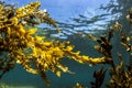 Brown Algae Seaweed, NZ