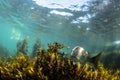 Brown Algae Seaweed and Snapper fish, NZ