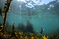 Brown Algae Seaweed and Snapper fish, NZ