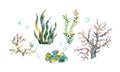 Seaweeds, coral set with golden texture. Underwater algae plants clip art in luminescent mysterioes light. Watercolor