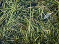 Seaweeds leaves floating on the water Royalty Free Stock Photo