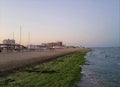 Seaweeds at the Lido delle Nazioni beach, Mediterranean sea coast, Emilia Romagna, Italy