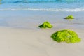 Seaweeds in Orri shore Royalty Free Stock Photo