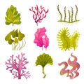 Seaweeds or Plants and Aquatic Marine Algae Vector Set