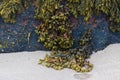 Seaweeds on rock Royalty Free Stock Photo