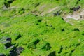 Seaweeds on Rock on the beach Royalty Free Stock Photo