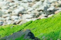 Seaweeds on Rock on the beach Royalty Free Stock Photo