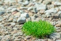 Seaweeds on Rock on the beach Royalty Free Stock Photo