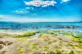 Seaweeds by the shore in hdr Royalty Free Stock Photo
