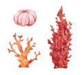 Seaweeds. Underwater ocean plants, sea coral elements. Watercolor illustration