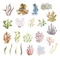 Watercolor graphic. Underwater world.