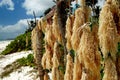 Seaweeds from Zanzibar Royalty Free Stock Photo