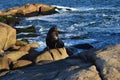 Seawolf at Cabo Polonio