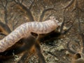 Seaworm on the coral Royalty Free Stock Photo