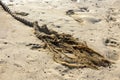Seaworthy rope rope untied in the sand of the beach after being used in the marina to tie or launch any boat