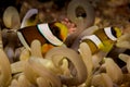 sebae anemonefish fish