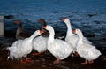 Sebastopol Geese at Twilight Royalty Free Stock Photo