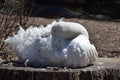 Sebastopol Goose (Anser anser) Royalty Free Stock Photo