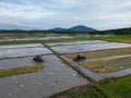 Aerial view two tractors plough at paddy field with white egret birds Royalty Free Stock Photo