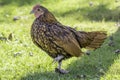 Sebright bantam chicken