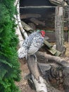 Sebright Bantam rooster sits on pole