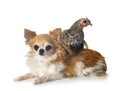 Sebright chicken and dog in studio