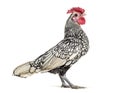 Sebright chicken, standing against white background