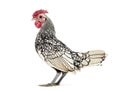 Sebright chicken, standing against white background Royalty Free Stock Photo