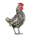 Sebright chicken, standing against white background