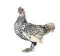 Sebright chicken in studio