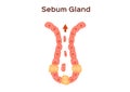 Sebum oil gland in human skin Royalty Free Stock Photo