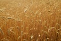 Secale cereal, Rye, Allergens Plants Royalty Free Stock Photo