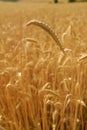Secale cereal, Rye, Allergens Plants Royalty Free Stock Photo