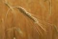 Secale cereal, Rye, Allergens Plants Royalty Free Stock Photo