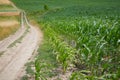 Secale cereale field with countryside road.  Rrural road through fields Royalty Free Stock Photo