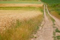 Secale cereale field with countryside road.  Rrural road through fields Royalty Free Stock Photo