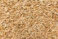 Rye cereal grain. Closeup of grains, background use.