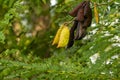 Secang, Sappan tree, Caesalpinia sappan Linn seeds