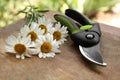 Secateur and beautiful chamomile flowers on wooden board, closeup