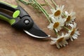 Secateur and beautiful chamomile flowers on wooden table, closeup