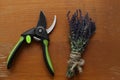 Secateur and beautiful lavender on wooden table, flat lay