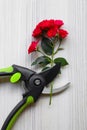 Secateur and beautiful red roses on white wooden table, flat lay